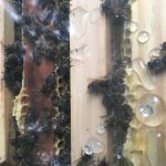 Bienen im Stock